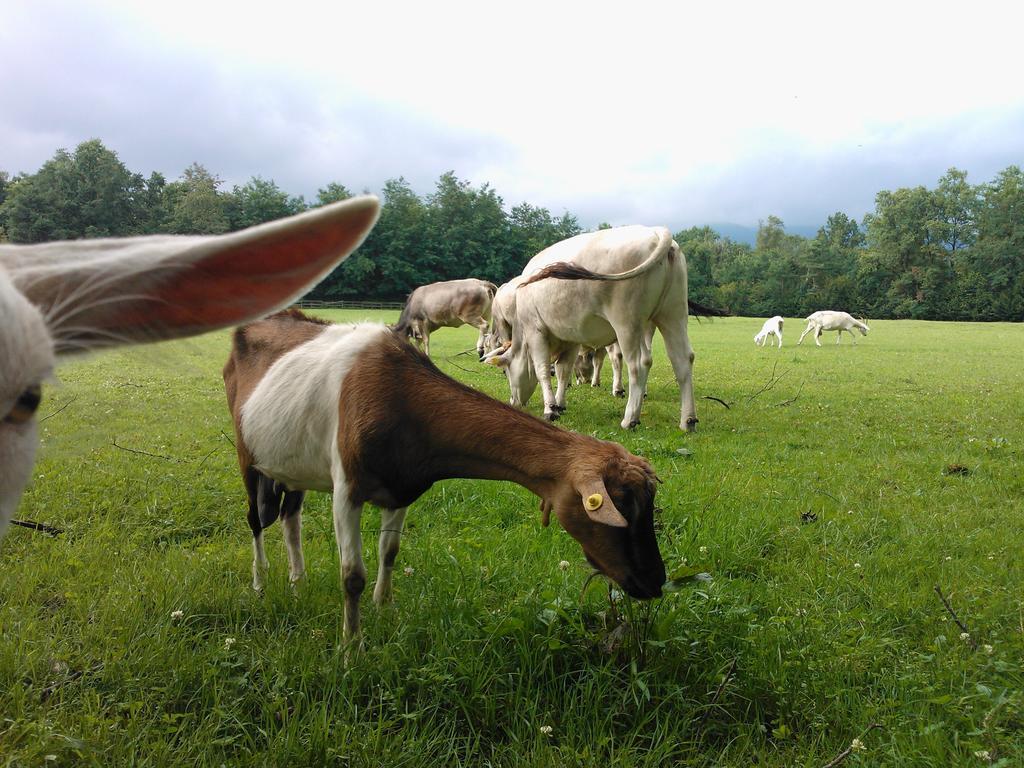 Agriturismo Cassinazza Orsenigo ภายนอก รูปภาพ